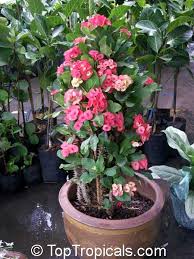 Department of agriculture hardiness zones 10. Thailand Euphorbia Milii Crown Of Thorns Toptropicals Com