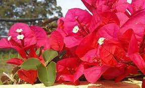 Bougainvillea Is Something That S Hard To Miss Native To Tropical Regions Of The Planet It Is Commonly Used Fo Health Benefits Bougainvillea Gardening Health