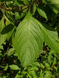 Image result for Ocimum gratissimum