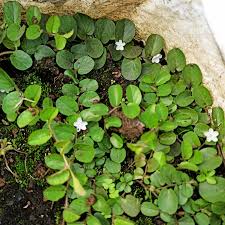 Image result for Evolvulus nummularius