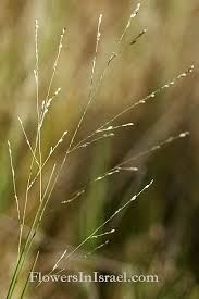 Image result for Panicum repentellum