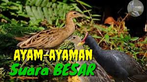 Suara Pikat Burung Ayam Ayaman Suara Besar Terbaru 100 Jitu Youtube