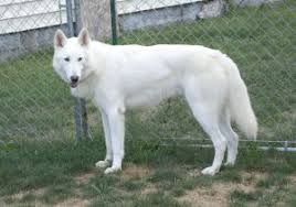 Pin By Wendy Giese On Adorable Wolf Hybrid Dogs White Wolf Dog Hybrid Dogs