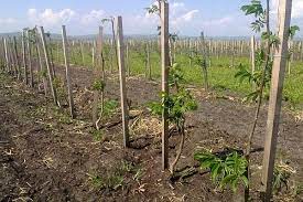 Incetati sa mai fertilizati planta la. PlantaÈ›ia De Nuci Chandler Profit De 22 000 De Euro La Hectar Din Recolta De NucÄƒ È™i PuieÈ›i