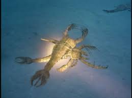 Sep 10, 2020 · scientists have long debated the respiratory workings of sea scorpions, but a new discovery by a west virginia university geologist concludes that these largely aquatic extinct arthropods breathed air on land. Sea Scorpions Prehistoric Animals Big Sea Aquatic Animals