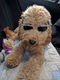 Maybe you would like to learn more about one of these? Wow Wow Labradoodles We Breed Multi Generational Australian Labradoodle Puppies In Houston Texas