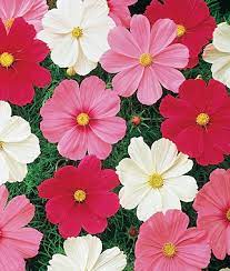 Pin By Jon Hanlan On Poetic Awe Annual Flowers Flower Seeds Cosmos Flowers