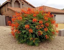 Giant Bird Of Paradise Arizona Malinche Caesalpinia Pulcherrima Birds Of Paradise Plant Shade Garden Plants