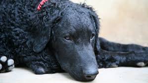 The breed club for curly coated retrievers in the u.k. Curly Coated Retriever Rassebeschreibung Purina