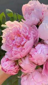 Maybe you would like to learn more about one of these? 190 Everything Pink Ideas In 2021 Everything Pink Pink Pretty In Pink