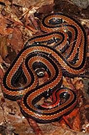 Sinomicrurus Hatori Https Www Facebook Com Amphibian Reptile Conservation Org Photos A 214979111850827 669 Pet Snake Reptiles And Amphibians Beautiful Snakes