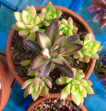 Kalanchoe Tomentosa With Sedum Adolphii Succulents Plants Sedum