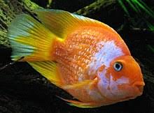 Blood Parrot Cichlid Wikipedia