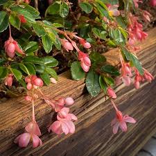 Image result for Begonia fusialata