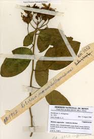 Image result for Ritchiea