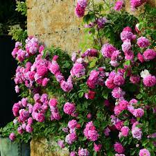 The Rose Of The Day Rosa Multiflora Seven Sisters Seven Sisters Also Called Grevillei Climbing Rose Climbing Roses Survival Gardening Beautiful Flowers