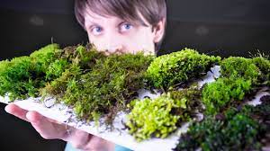 It grows exclusively in swamps and bogs. Collecting Identifying Moss Youtube