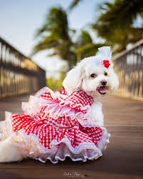 Pets, Chanel & Diversión