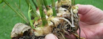 Come si mangia la radice di zenzero. Zenzero Nelle Patrie Galere