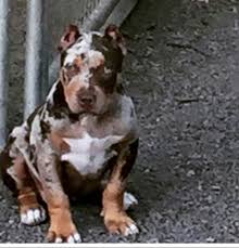 pin by breanna yuskus on beautiful dogs pitbull puppies rare dogs beautiful dogs