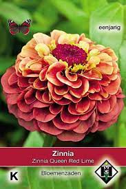 Queen lime with orange was a hit with our florists, and when paired with both queen red lime and queen lime with blush were a triple threat to behold. Queen Red Lime Zinnia Seeds Seeds Tuinzaden Eu