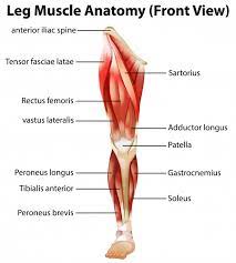 Legs are used for standing, and all forms of. Leg Muscle Anatomy Front View Free Vector Download On Freepik