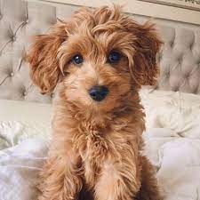 Their irish doodle puppies sell for $2,000. Our Puppies Hillside Paws For Life