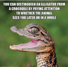 You Can Distinguish An Alligator From A Crocodile By Paying Attention To Whether The Animal Sees You Later Or In A While Funny Corny Jokes Jokes