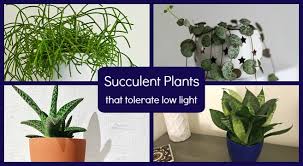 Their ability to endure drought is all cacti and succulents require good drainage, and the type of soil should be coarser. Low Light Succulents 12 Choices To Grow In Your Home Or Office