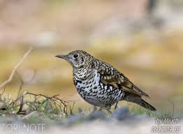 Image result for トラツグミ