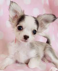 Teacup chihuahuas of the deer head variety, teacup chihuahuas of the apple head variety, long haired chihuahuas, toy chihuahuas, and even the extremely tiny variety known as micro teacup chihuahuas for sale. Long Haired Teacup Chihuahua Puppies For Sale Zoe Fans Blog Mascotas Animales Y Mascotas Perros Chihuahua