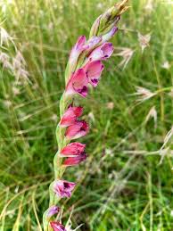 Image result for Gladiolus crassifolius