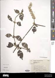 Image result for Cyathula cylindrica