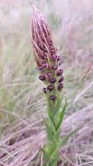 Image result for Corycium