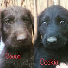 Springdale labradoodles is a breeder of miniature & medium australian labradoodle puppies located in greensboro, north carolina. Labradoodle Puppies For Sale Southern California Ca 282872