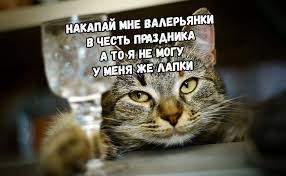 Манул считается одним из самых скрытных кошачьих россии. Segodnya Mezhdunarodnyj Den Koshek Pikabu