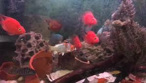 Pin By Vkingx Com On Lion King Apt 607 Video Fish Pet Animals Pets