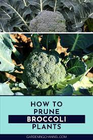Should I Prune Broccoli Plants Gardening Channel Broccoli Plant Cucumber Gardening Zucchini Plants
