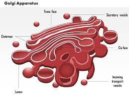 0614 Golgi Apparatus Medical Images For Powerpoint Templates Powerpoint Presentation Slides Template Ppt Slides Presentation Graphics