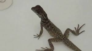 New sailfin dragons are quite shy and flighty and some will eat in front of you, while ot. Baby Sailfin Dragon Bath Youtube