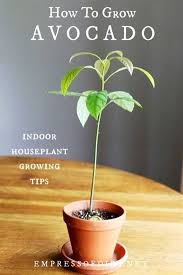 How To Grow An Avocado Plant Indoors As A Houseplant See These Top Tips For Successful Growing Avocado Plant Avocado Plant From Seed Growing An Avocado Tree