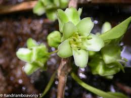 Image result for Brexia madagascariensis