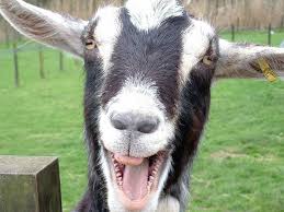 This article possibly contains original research. Funny Goat Wallpaper 1600x1200 82475