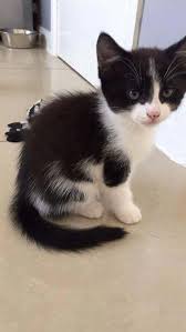 Black And White Tuxedo Cats Cat Facts Fun Trivia About Tuxedo Cats With Tuxie Tude Cattime Beautiful Cats Pictures Cat Facts Cat Care