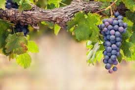 Check spelling or type a new query. Growing Grapes In Zone 9 What Are The Best Grapes For Zone 9