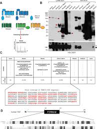Never miss another show from gerald crawford. Itap A Novel Irhom Interactor Controls Tnf Secretion By Policing The Stability Of Irhom Tace Elife