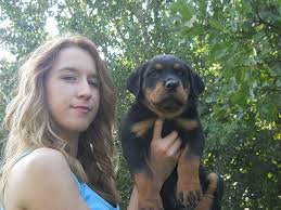 Satilik Rottweiler Yavrulari Satilik Kopek Rottweiler Yavrulari Rottweiler Kopek