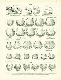 1922 Antique Animal Anatomy Print Domestic Animals Teeth Etsy French Vintage Antique Prints Animal Teeth