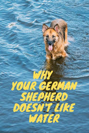 It can make this process horrified. Pin On Dog Training Tips