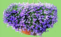 Escogiendo algunas plantas colgantes adecuadas y siguiendo. 31 Ideas De Flores Balcon Flores Balcon Flores Colgantes Flores